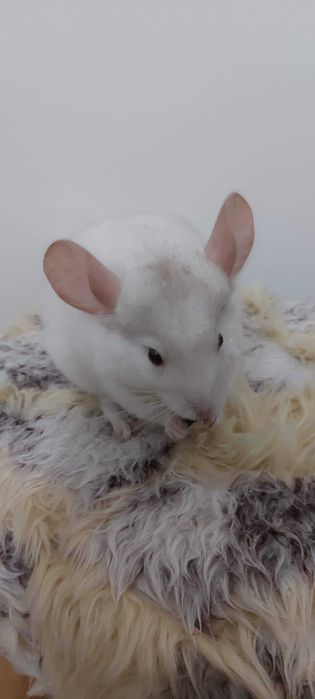 Animal de estimação