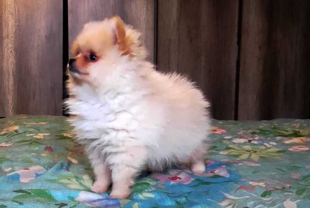 Szpic miniaturowy pomeranian - rodowód, wyprawka, paszport