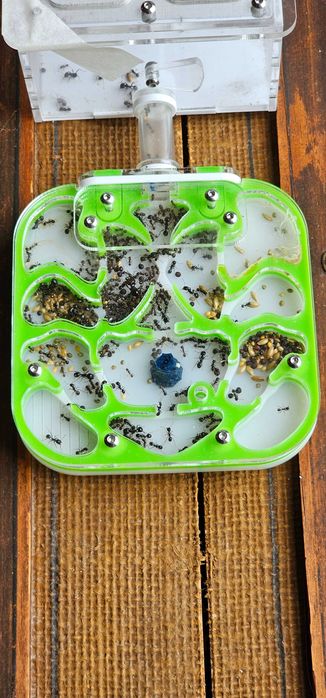 Formigueiro Didático MIRMEX – Kit Completo Pequeno Branco