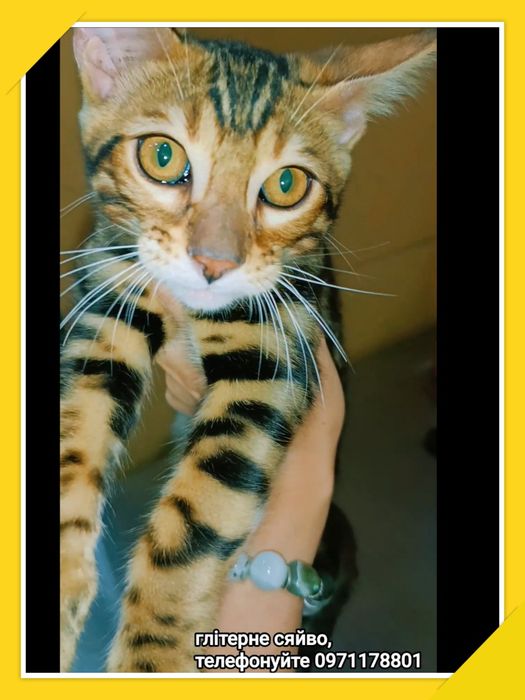 Яскраві, грайливі, ласкаві та розумні