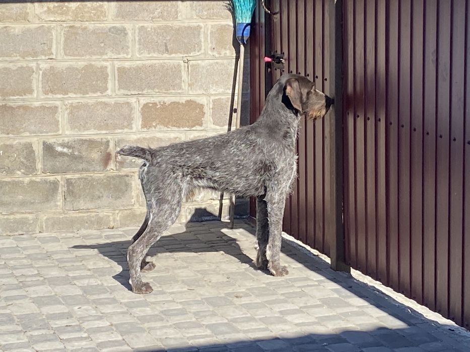 Дратхаар для вязки