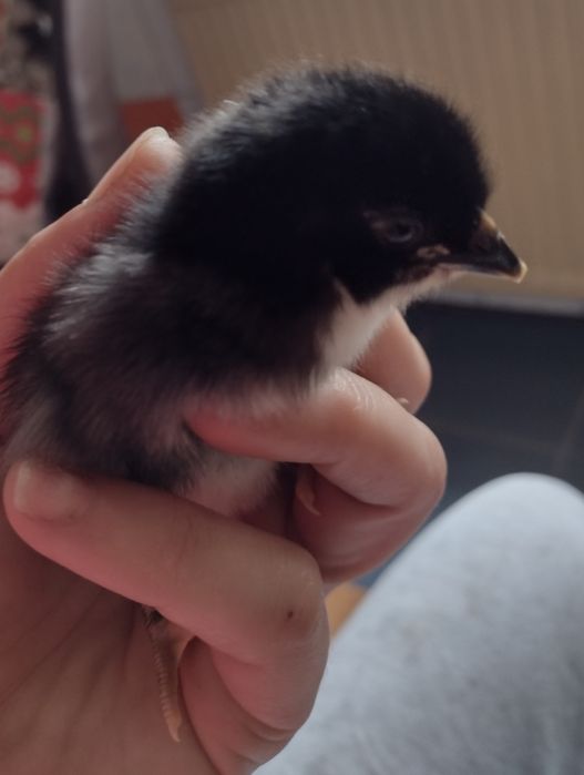 Sprzedam jaja lęgowe mix kur wysoko nieśnych