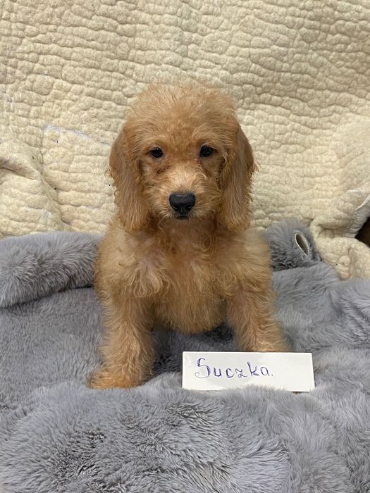 Sprzedam śliczne cockapoo