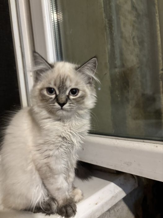 Продам кошеня шотландське
