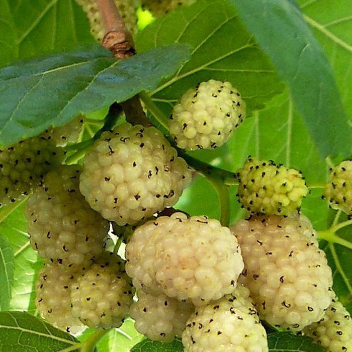 Саджанці шовковиці (сіянці) Роздріб-ОПТ/Саженцы шелковицы (сеянцы) ОПТ