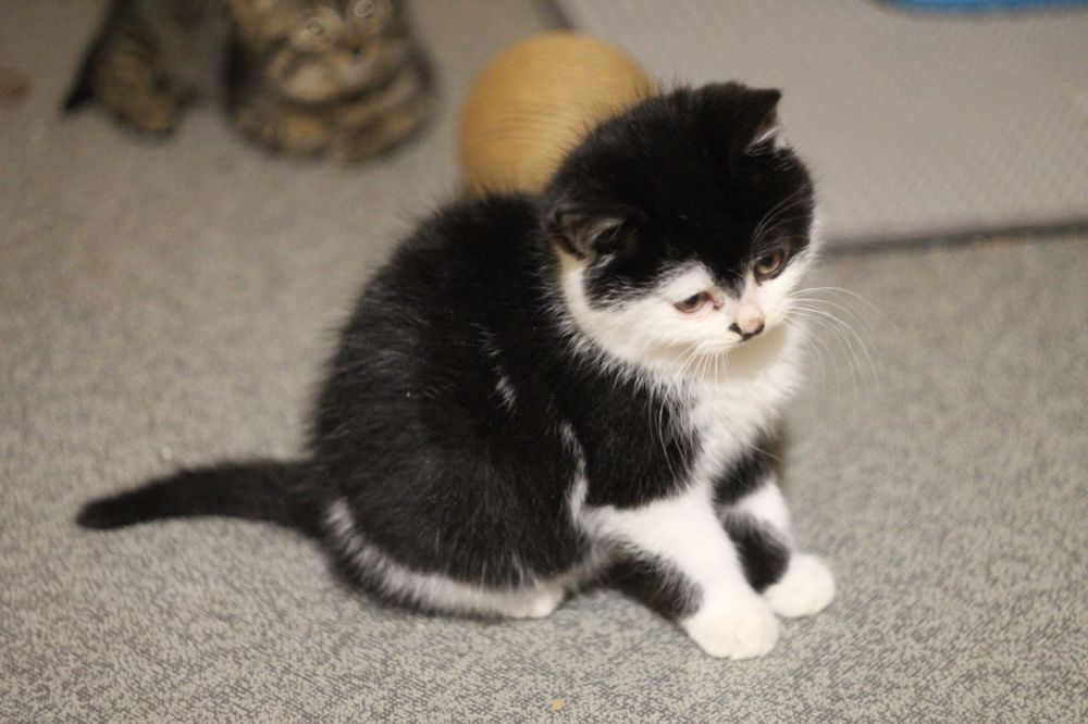 Котенок в поисках семьи