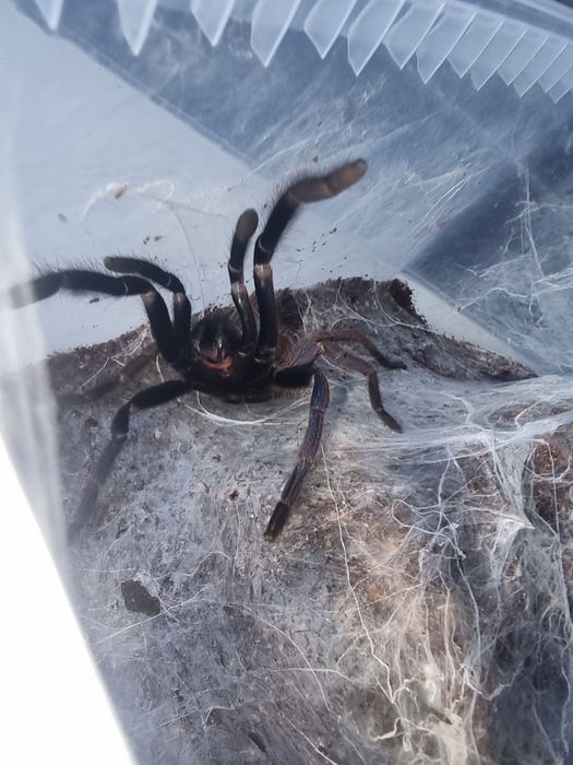 Samica chilobrachys sp Blue Vietnam 5.5DC