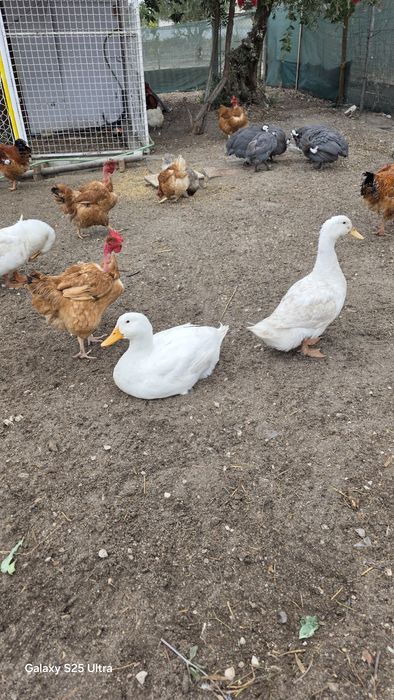 Patos e galinhas