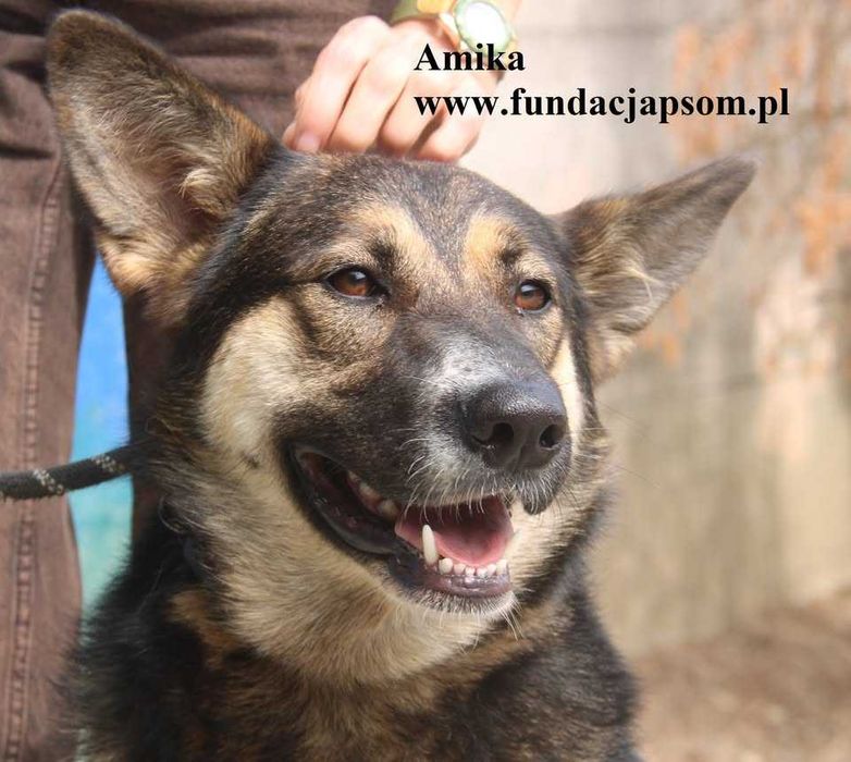 Amika, przyjaciółka wilczyca