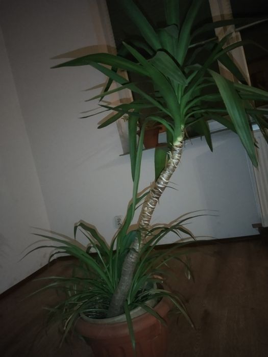 Kwiaty doniczkowe zadbane