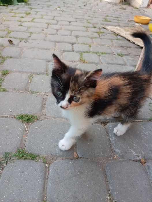 Кошенята в добрі руки