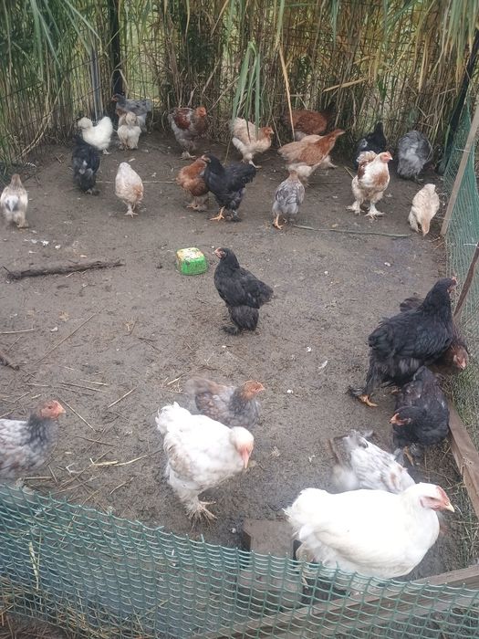 Kurczaki kochina olbrzymie