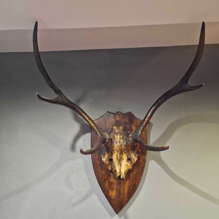 Sprzedam poroża mają koło 150 lat