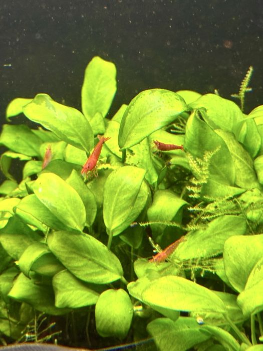Krewetki red cherry