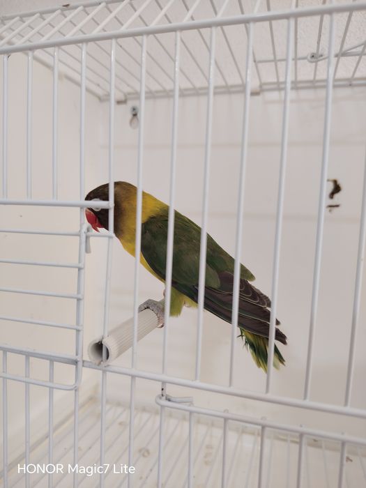 Agapórnis personatus