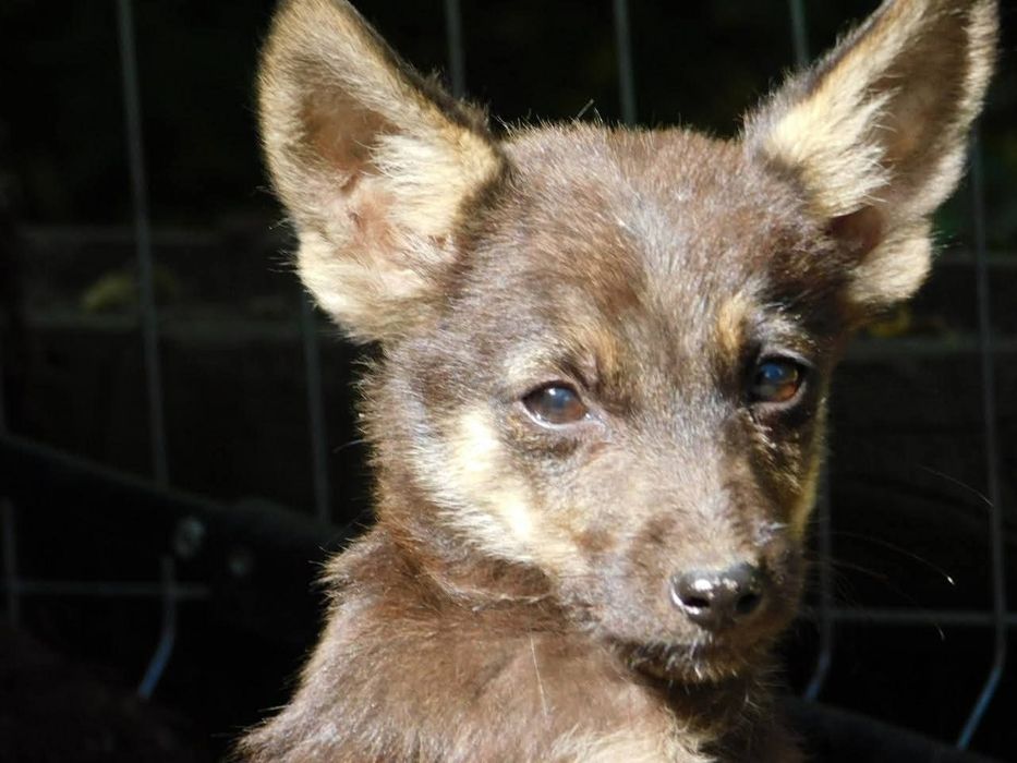 Шукаємо родину для цуценя.