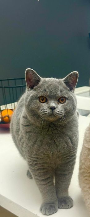 Niebieski kocurek brytyjski przytulasek