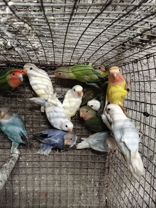 Cedência de várias aves