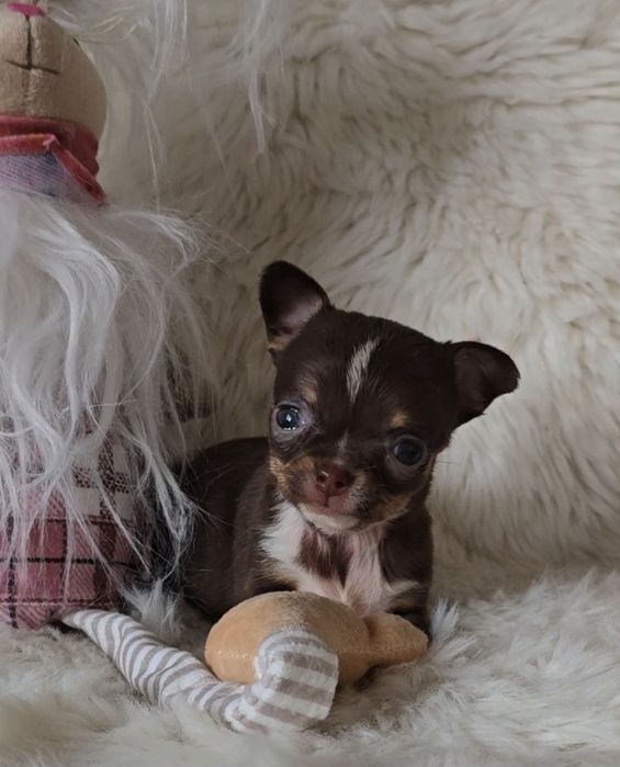 Chihuahua dziewczynka xxs