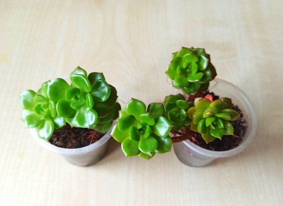 Сукуленти, кімнатні рослини