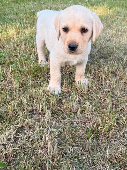 Labrador retriever