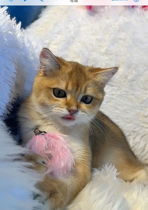 Золота шиншилла, чудовий хлопчик