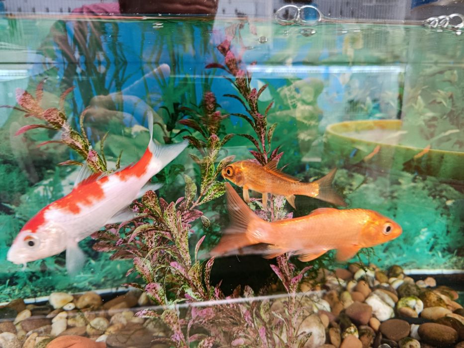 Aquário com 3karpas