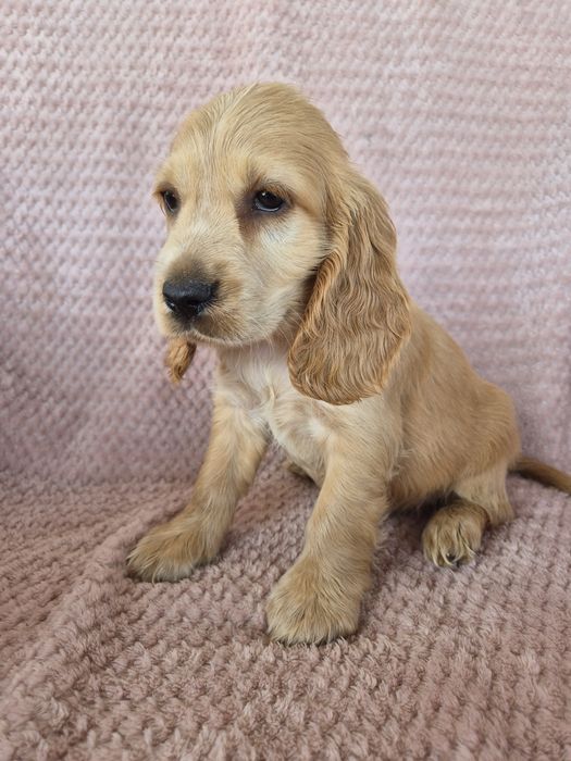 Cocker spaniel suczka 1