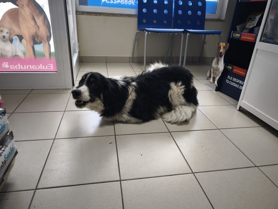 Cadelinha para adopção