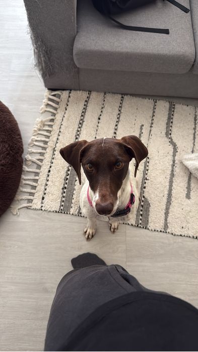 Nala, adoção responsável