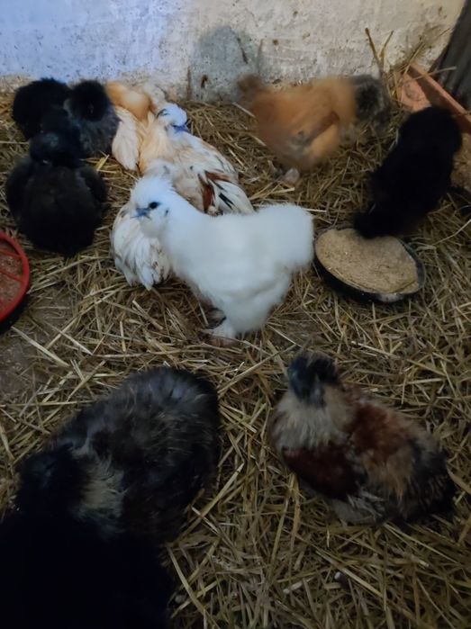 Koguty silki i mieszance mix