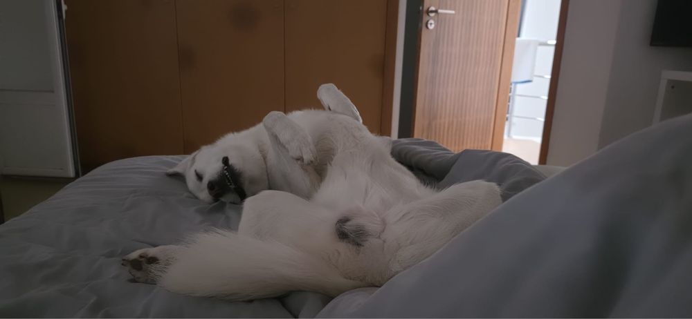 Husky Siberiano Macho