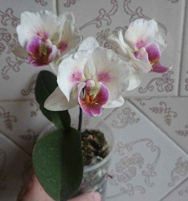 Орхидея фаленопсис (бабочка) Phal. Little Gem Stripes