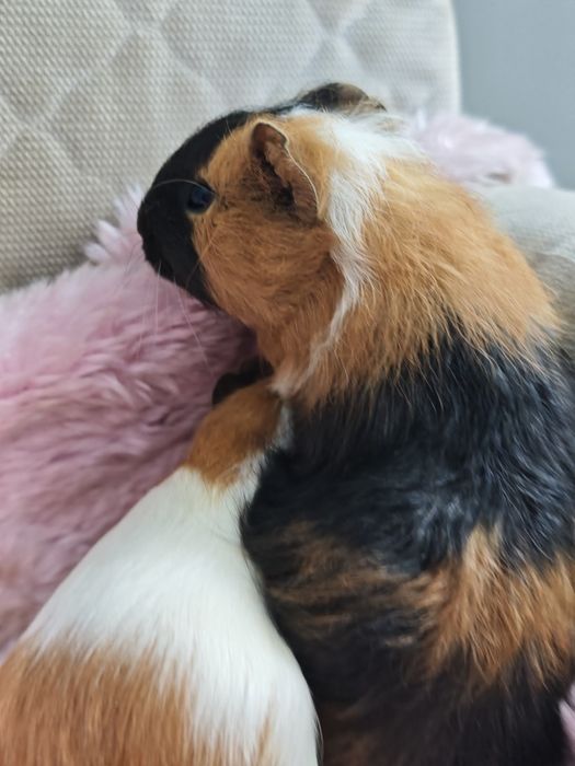 Świnka morska samiec