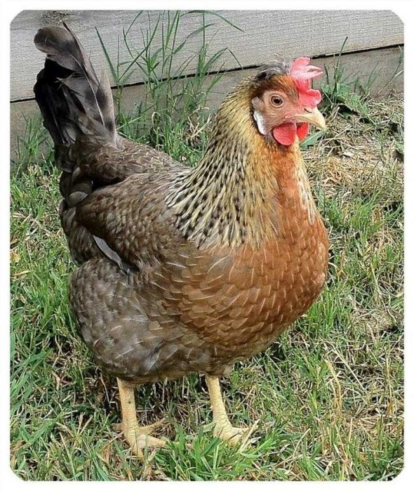 Продам курей.Несучки.