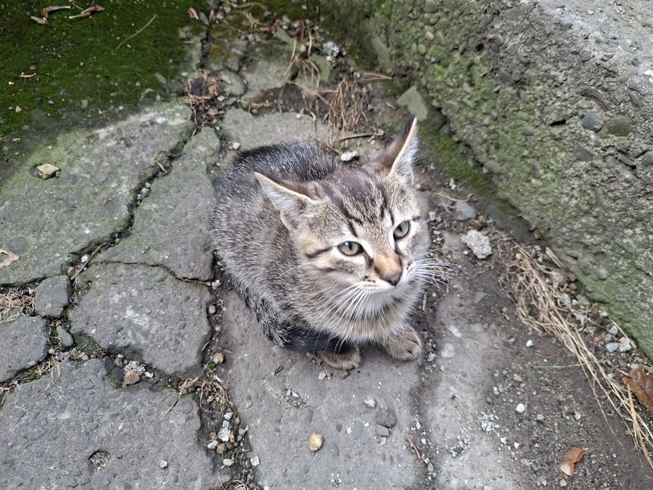 Kot Oddam za darmo kotki koty