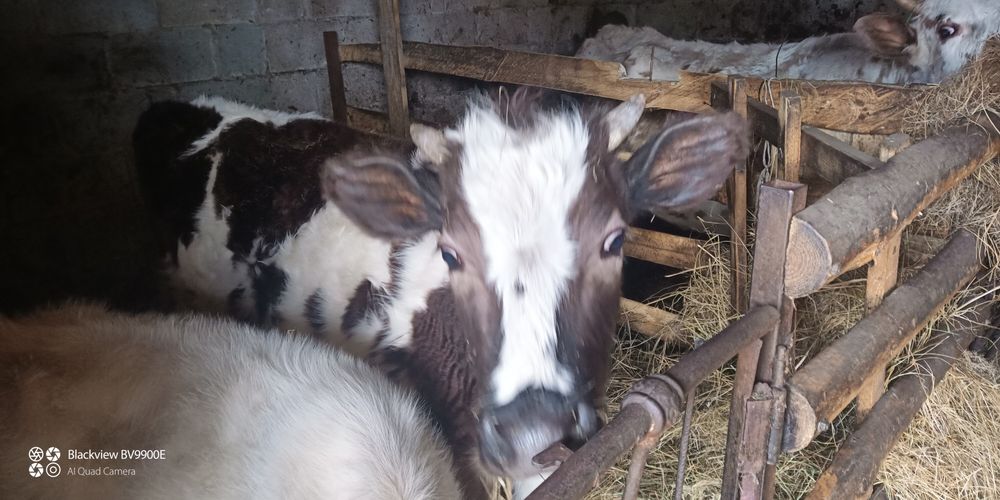 Продам телушку. Ціна договірна.
