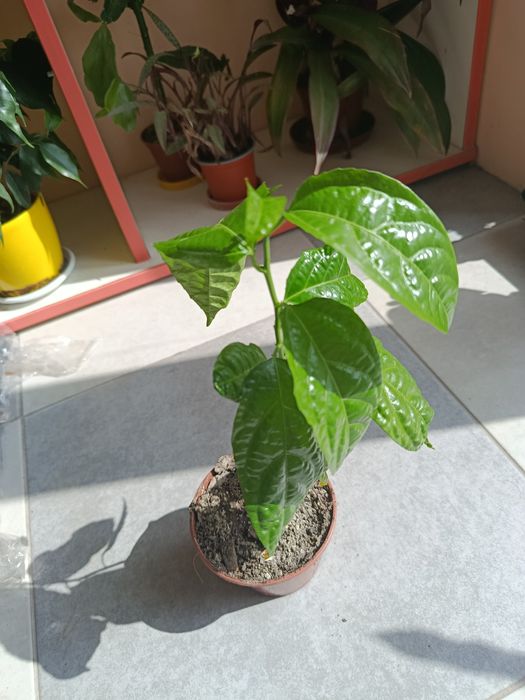 Саджанці маракуї пасифлора їстівна