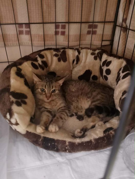 Bura kotka do adopcji