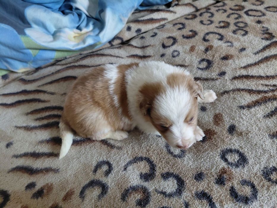 Border collie piesek fci zkwp