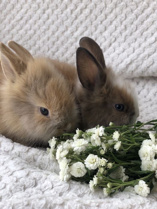 Декоративные ручные кролики Одесса