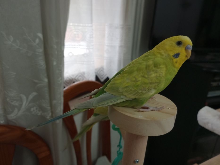 Vendo periquito macho  domesticado