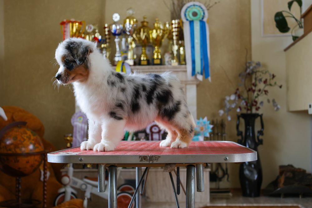 Хлопчик австралійської вівчарки ( ауссі ) ВІЛЬНИЙ