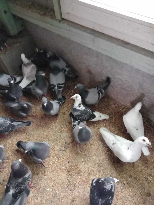 Piękne gołębie pocztowe okazja!!!