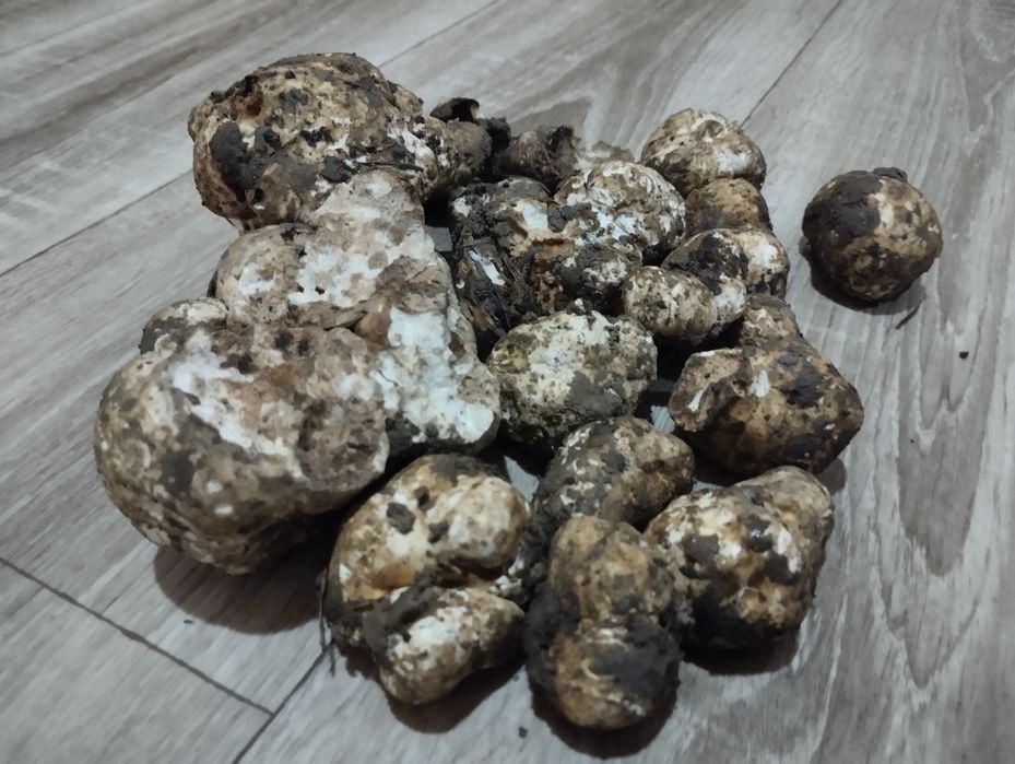 Продам труфель ціна договірна