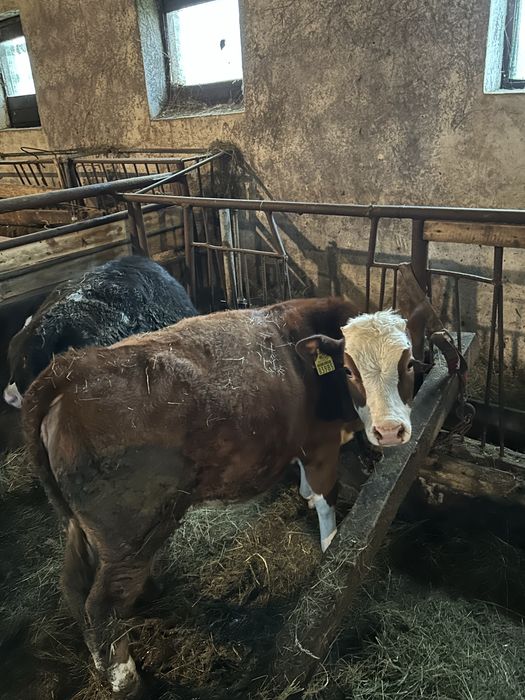 Sprzedam byka i jałówke