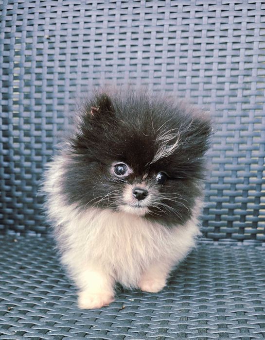Lulu da Pomerânia Fêmea