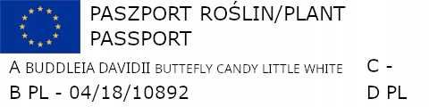 BUDLEJA BUTTERFLY Candy Little White - sadzonki w doniczkach