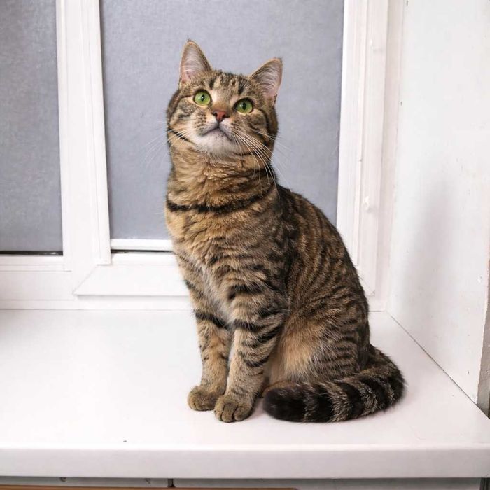 Смугаста красуня-кошеня МиМи, близько 7 місяців.