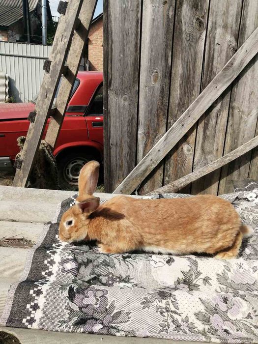 Домашние жывотные